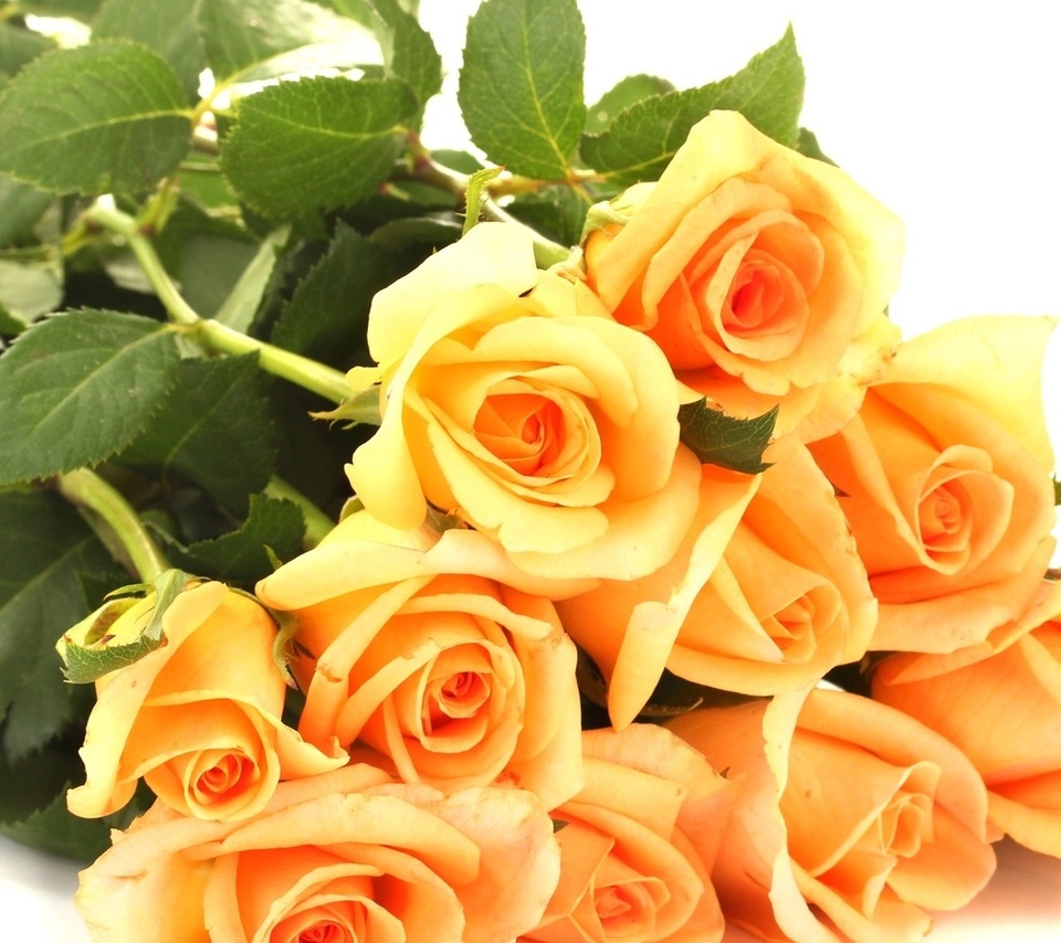 Жёлтые розы букет красивый на белом фоне