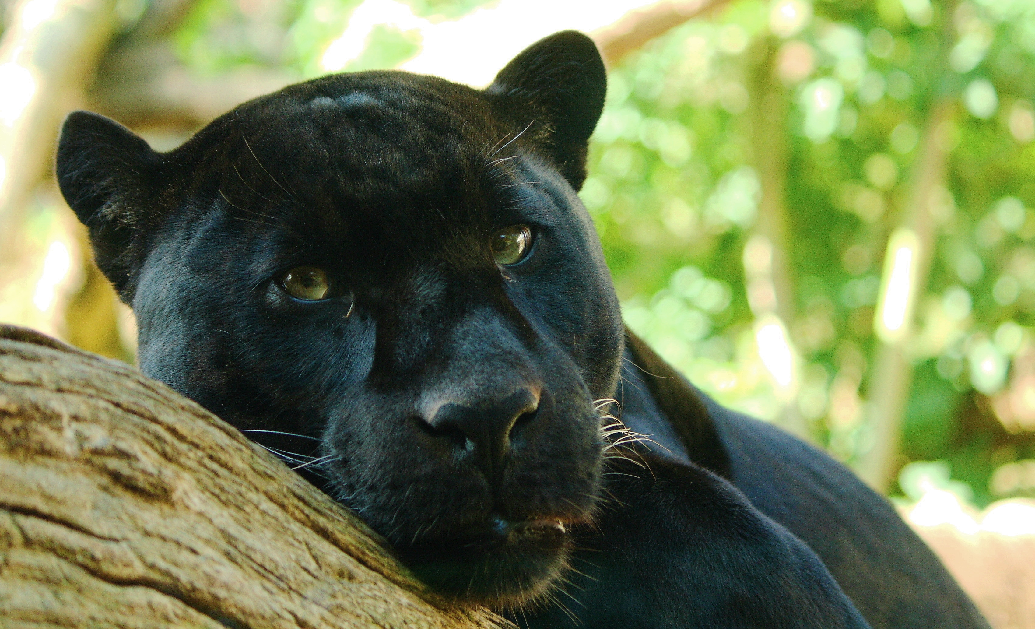 Обои пантера, panthera onca, хищник, наблюдает, Ягуар, лежит для