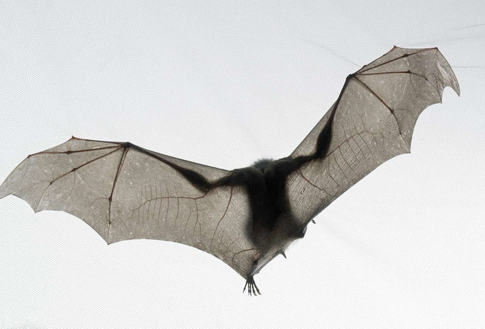 ,  , , bat, tim flach, national geographic