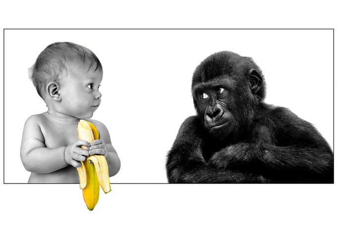 The person, gorilla, banana, friendship