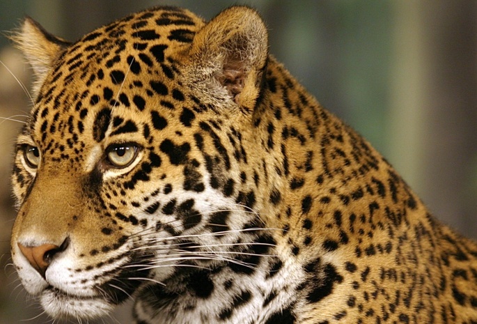 , , jaguar, 