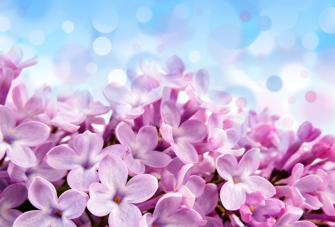Pale red-violet flowers, , , , , 