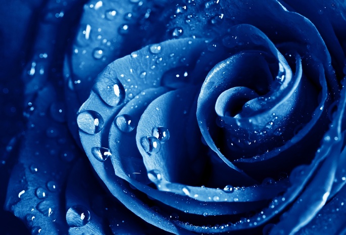 , , , The blue rose