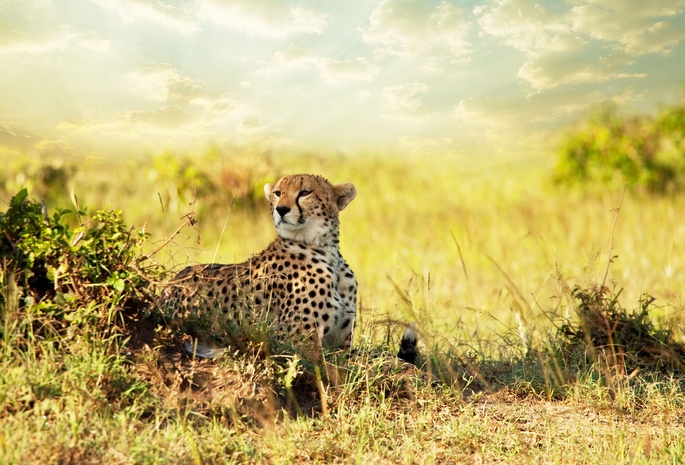, , , , Cheetah, , savanna
