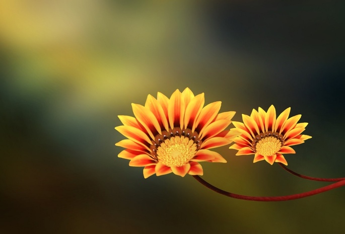 , , two flowers, yellow, orange