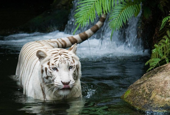 tiger,  , , white tiger, 