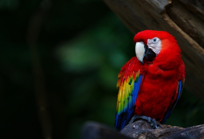 , parrot, , colours, , ara, , , , 