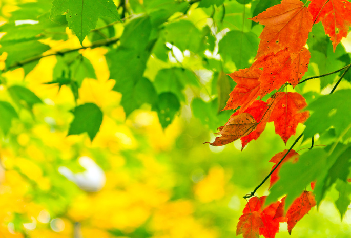 краски, leaves, autumn, Природа, боке, листья, nature, свет, осень