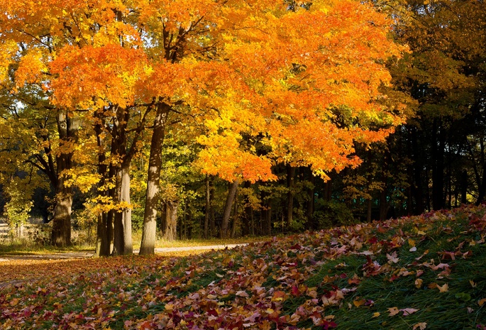 autumn colors, , , ,  
