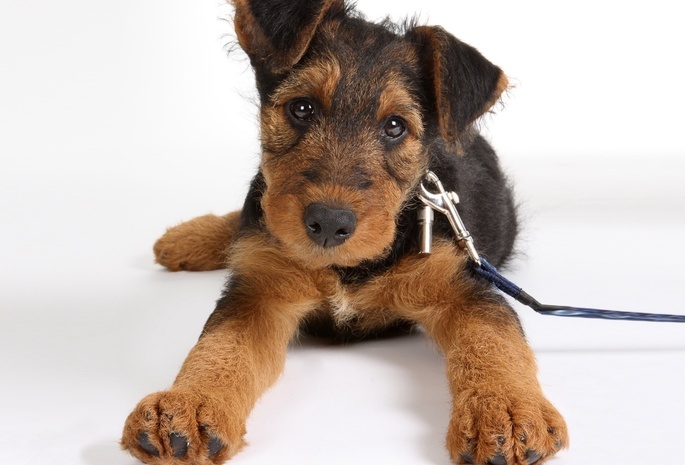 , , Airedale terrier, , 