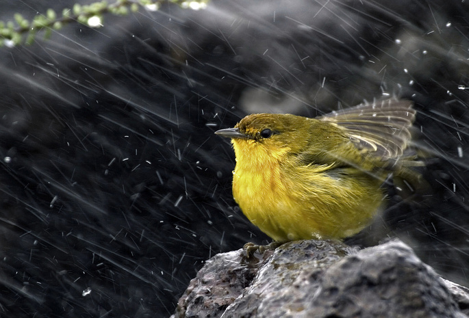 ,  , , , Yellow warbler