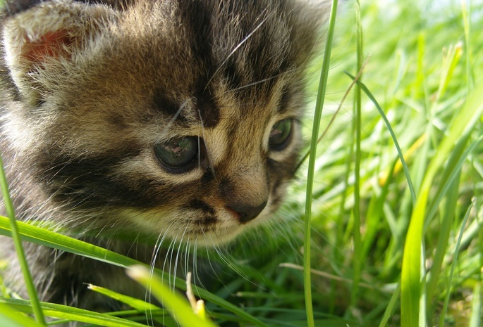 grass, in, the, , cat, Baby