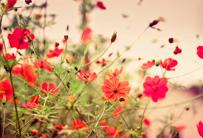 flowers, , 