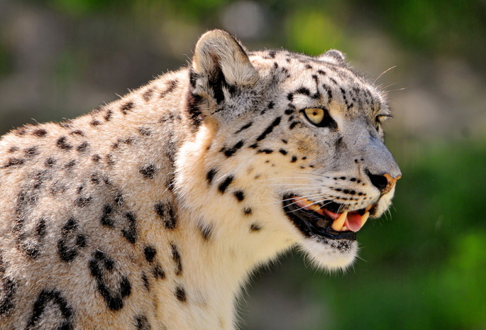 , ,  , snow leopard