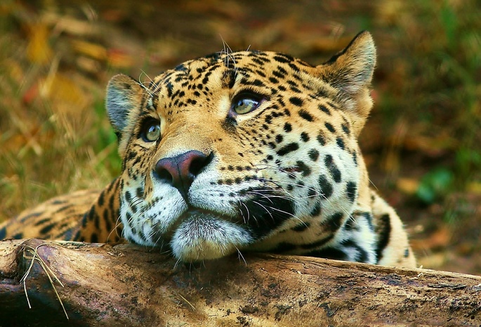 , , , leopard