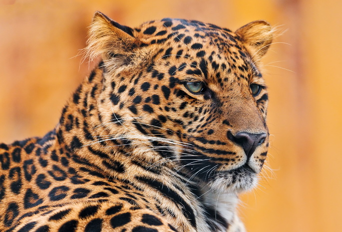 , , leopard, , 