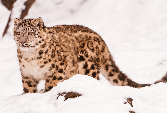  , snow leopard, uncia uncia, 