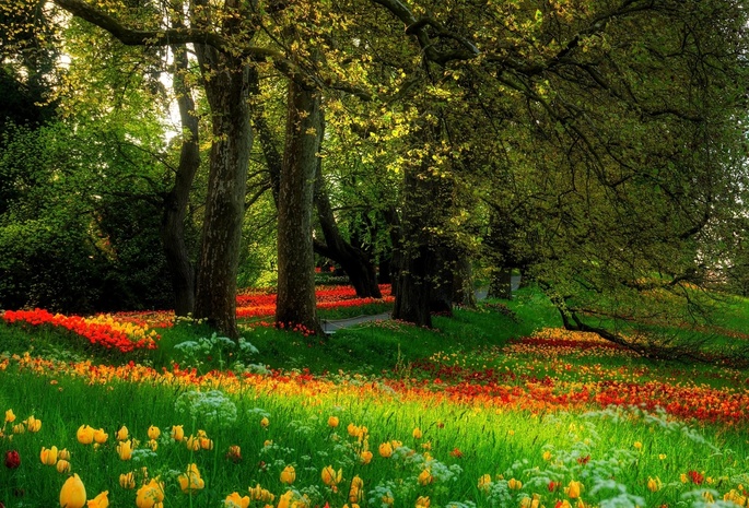 цветы, природа., парк, деревья, трава