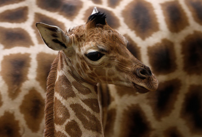 giraffa camelopardalis rothschildi,  
