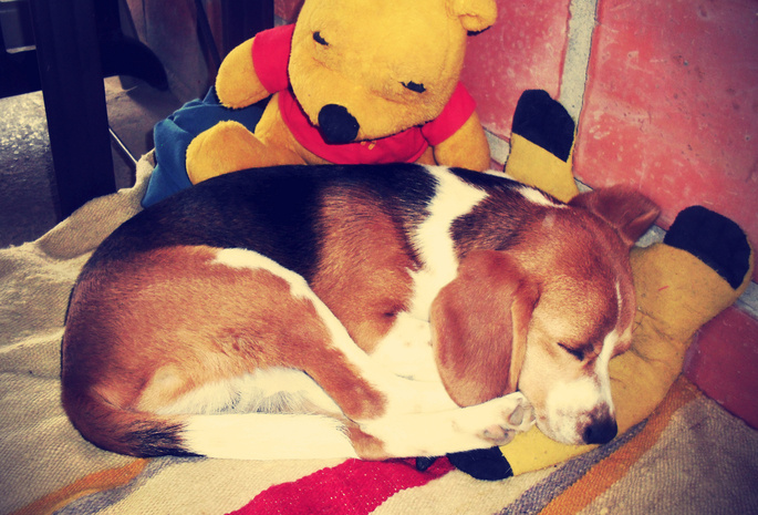 beagle, sleep, dog