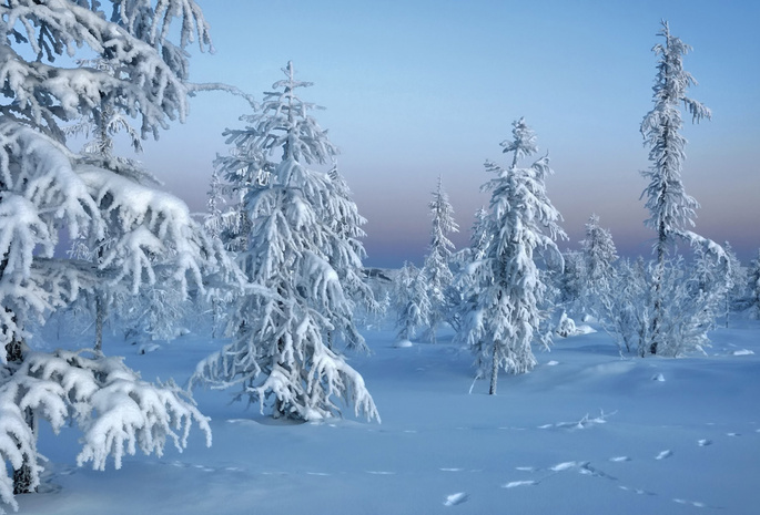 природа, trees in snow, winter, зима, лес, снег