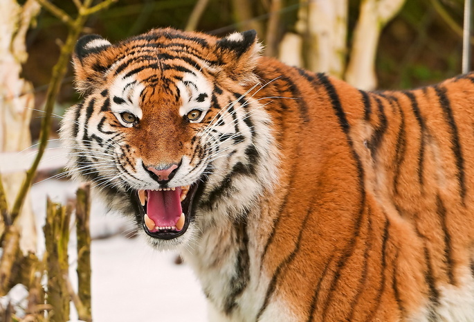 , , , amur tiger, 