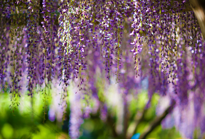 , Wisteria, bokeh, purple, flowers