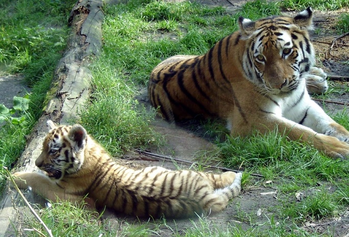   (panthera tigris altaica, siberian tiger)