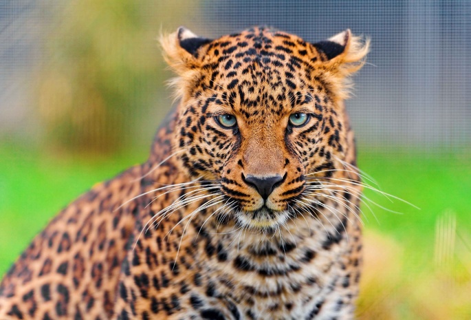 , leopard, , , panthera pardus, , 