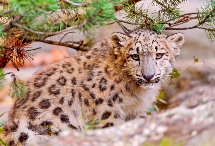  , snow leopard, uncia uncia, , , 