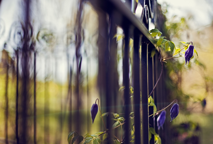 цветы, решетка, ограда, фокус, растение, Забор, синий