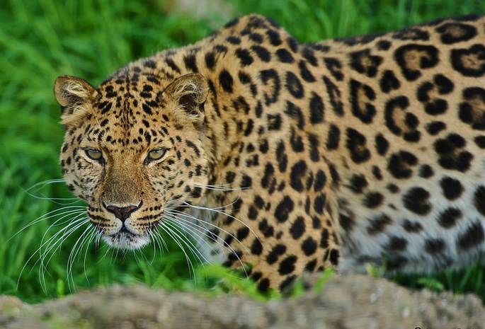 , leopard, , , 