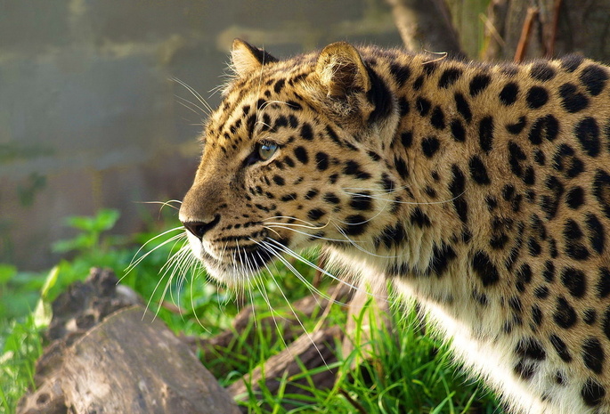 leopard, , , panthera pardus, 