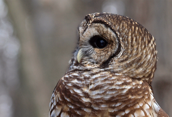 , , , Barred owl,  , strix varia