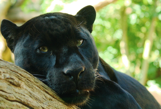 , panthera onca, , , , 