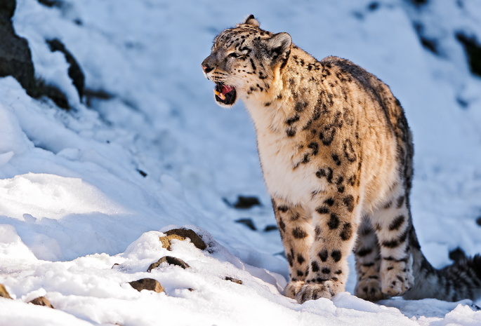 , , uncia uncia, snow leopard,  , 