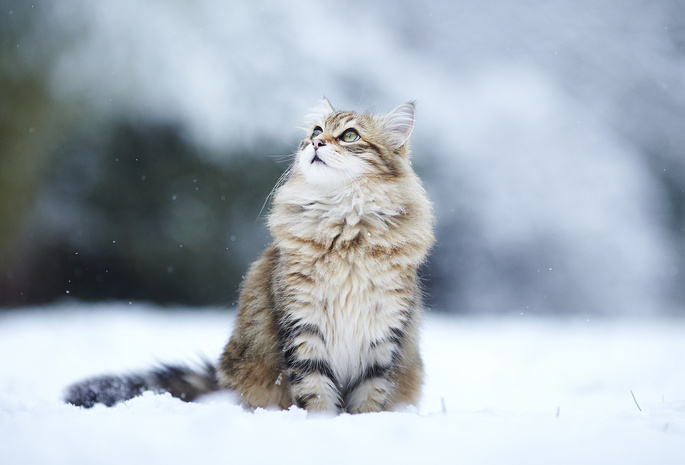 , , , , kitty, winter, snow, , Cat