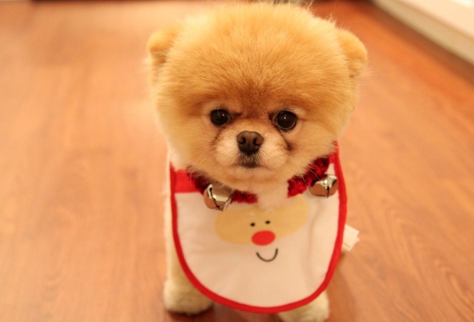 Cute puppy as christmas present, , ,  