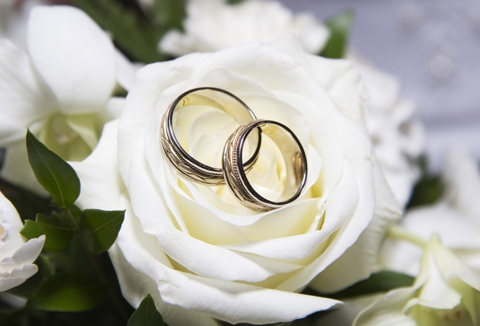 свадьба, роза, Белая, кольца