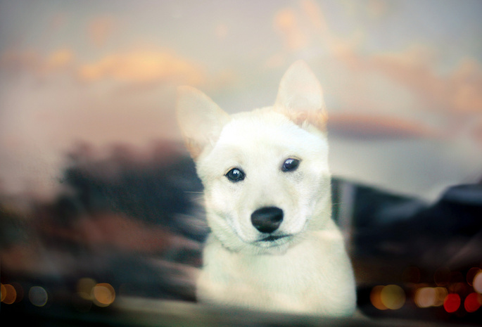 Shiba inu, , white, bokeh, puppy, , 