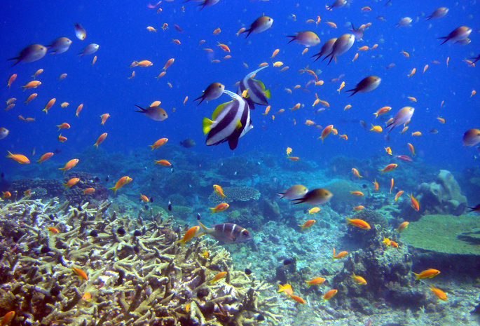 reef and fish,  , , 