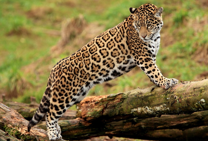 , jaguar, , , , panthera onca, , 