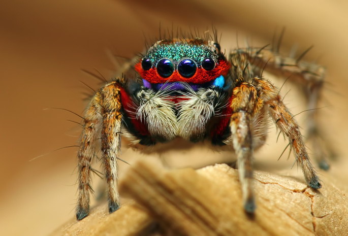 colorful jumping spider, , , 