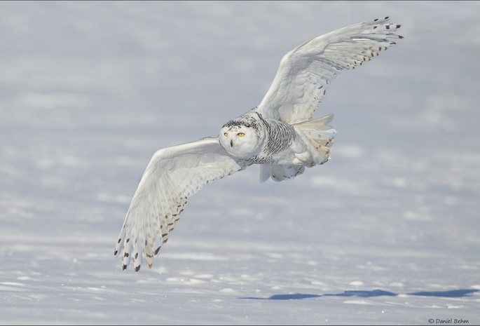 ,  ,  , , Snowy owl, 