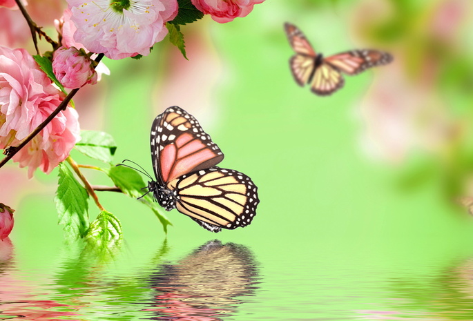 весна, бабочки, зеленый фон, цветы, вода, ветки, сакура