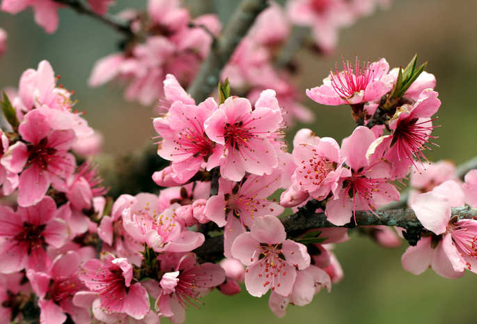 Spring, pink, flowers, branch, petals, apple tree, leaves, bright, tender, beauty, blossoms