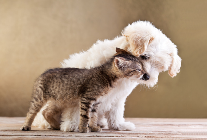 Friends, small dog and cat together, , love, kitten, puppy