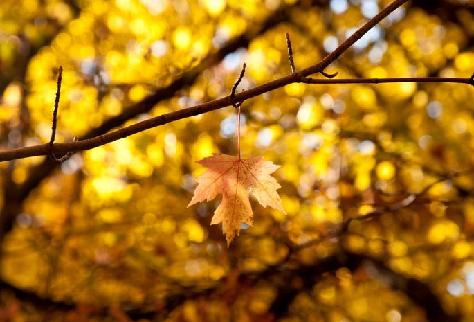 , autumn, , leaves, , , , 