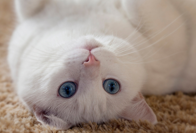 глаза, усы, взгляд, Кошка, белая, ушки, животное