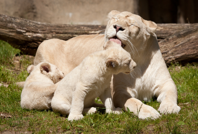 кошки, Белые львы, львица, семья, львёнок, львята